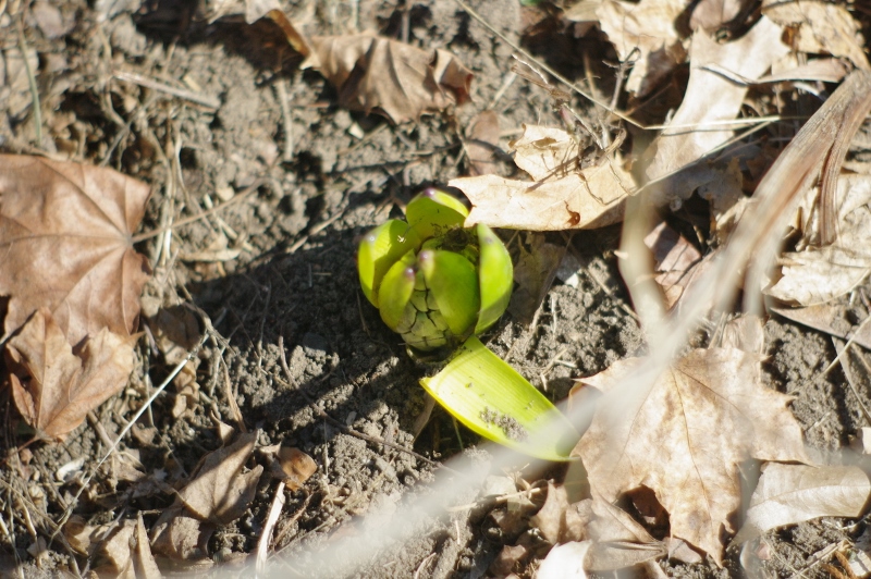 Hyacinth